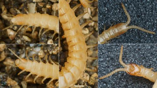 Réf. 271 683 : Stigmatogaster gracilis